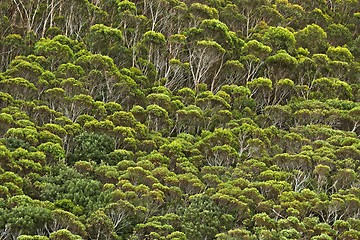 Image showing Trees in the woods