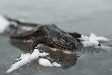 Image showing Frozen frog on ice