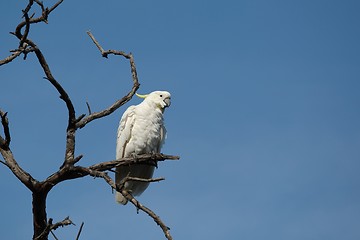Image showing Cockatoo on a tree