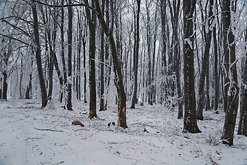 Image showing Winter snowy forest