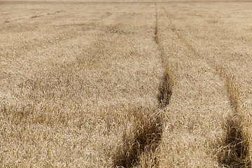 Image showing ripe yellow cereals