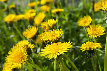 Image showing yellow dandelions in spring