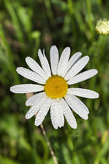 Image showing camomile flower close-up