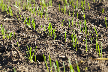 Image showing field with young wheat