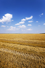 Image showing harvest of cereals