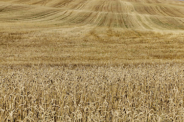 Image showing collection of rye crops