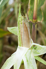 Image showing ripe corn, autumn