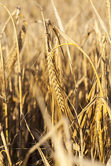 Image showing mature cereal, close-up