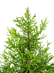 Image showing Decorative home Christmas tree