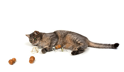 Image showing Gray cat lying on its side with champagne wine corks and muselet