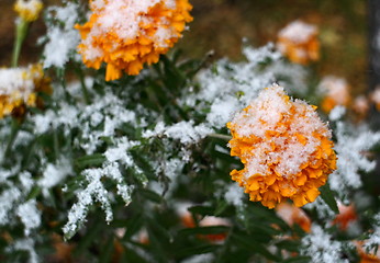 Image showing  First snow on yellow flowers