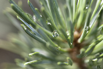 Image showing Pine after rain
