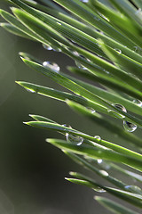 Image showing Pine after rain