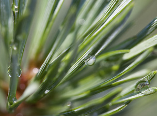 Image showing Pine after rain