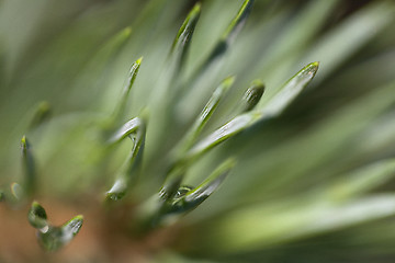 Image showing Pine after rain