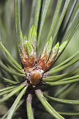 Image showing Pine bud in the spring