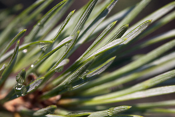 Image showing Pine bud in the spring