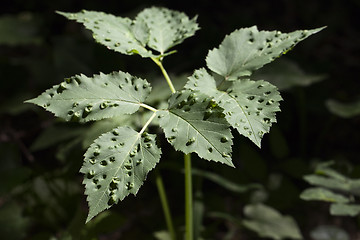 Image showing Plant affected by disease