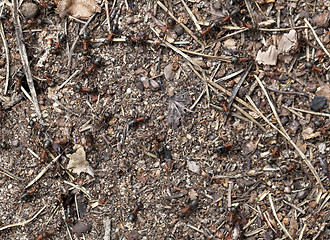 Image showing Ants on te ground