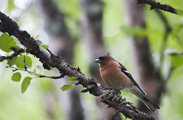 Image showing male chaffinch