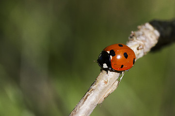 Image showing lady bug