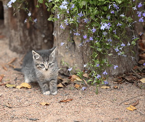 Image showing tiny kitten with flowers