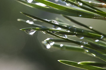 Image showing Pine after rain