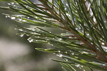 Image showing Pine after rain