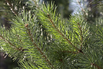 Image showing Pine after rain