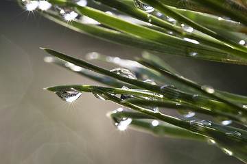 Image showing Pine after rain