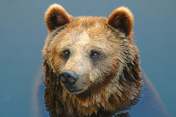 Image showing Bear