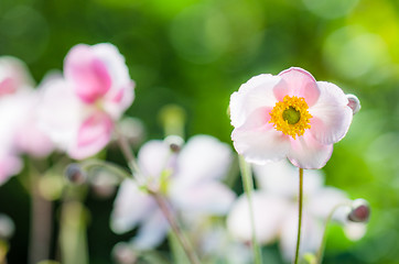 Image showing Pale pink flower Japanese anemone, close-up