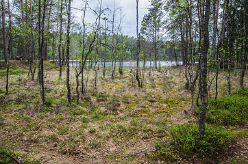 Image showing Spring landscape in the forest lake