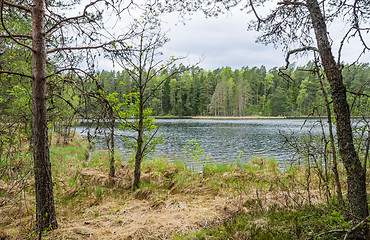 Image showing Spring landscape in the forest lake