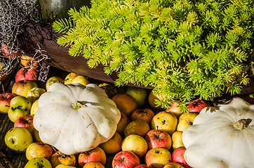Image showing Squash, apples and pumpkins, autumn still life