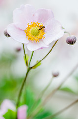 Image showing Pale pink flower Japanese anemone, close-up