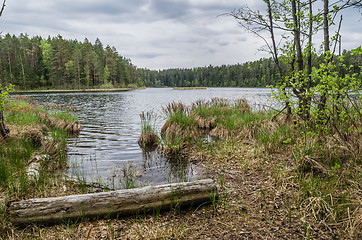 Image showing Spring landscape in the forest lake