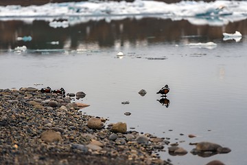 Image showing Small teal in cold water