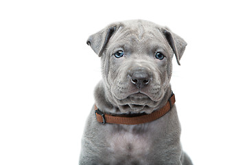 Image showing Thai ridgeback puppy isolated on white