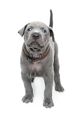 Image showing Thai ridgeback puppy isolated on white