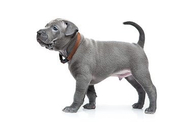 Image showing Thai ridgeback puppy isolated on white