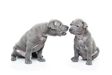 Image showing Two thai ridgeback puppies isolated on white