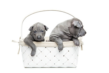 Image showing Two thai ridgeback puppies in basket isolated on white