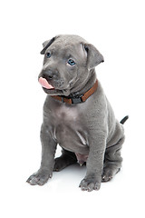 Image showing Thai ridgeback puppy isolated on white