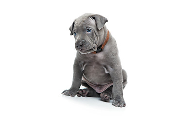 Image showing Thai ridgeback puppy isolated on white