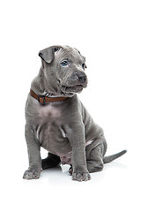 Image showing Thai ridgeback puppy isolated on white