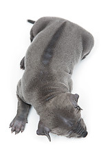 Image showing Thai ridgeback puppy isolated on white