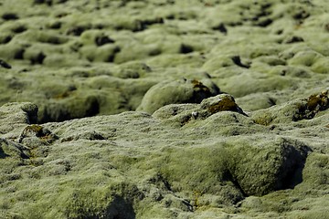 Image showing Soil covered of green soft moss