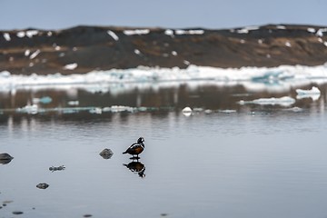 Image showing Small teal in cold water