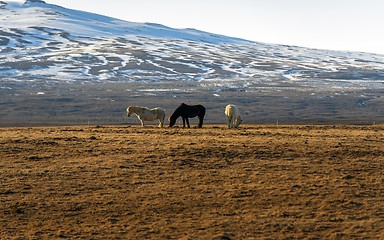 Image showing Brown horse closeup